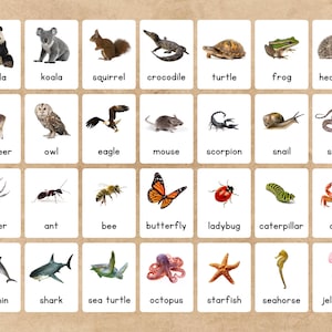 May include: A set of flashcards featuring various animals, each with a corresponding image and name. Animals include a panda, koala, squirrel, crocodile, turtle, frog, hedgehog, reindeer, owl, eagle, mouse, scorpion, snail, and snake.