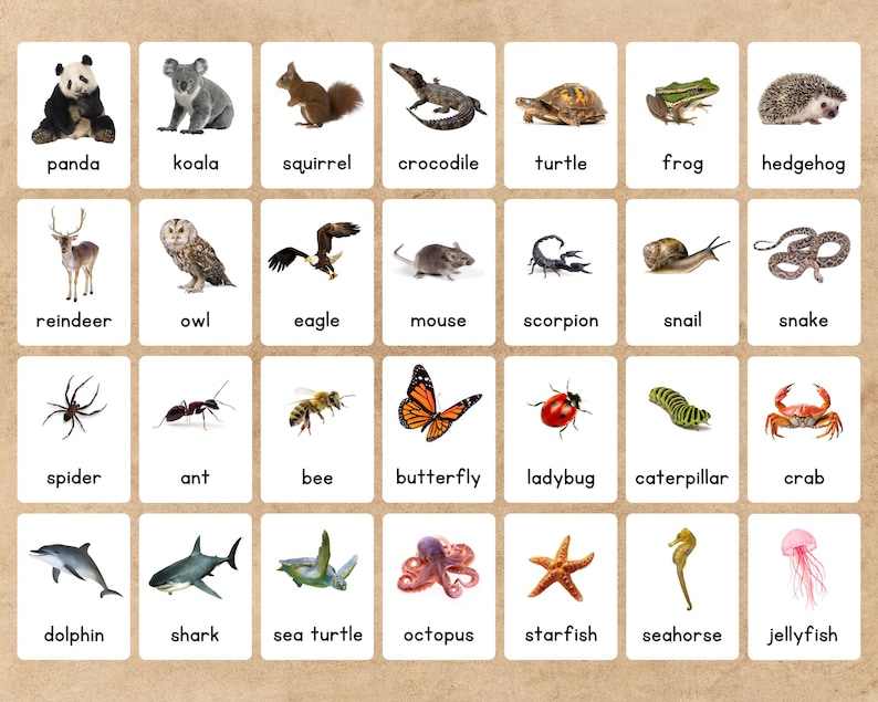 May include: A set of flashcards featuring various animals, each with a corresponding image and name. Animals include a panda, koala, squirrel, crocodile, turtle, frog, hedgehog, reindeer, owl, eagle, mouse, scorpion, snail, and snake.