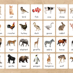May include: Educational flashcards featuring various animals, including a dog, cat, bird, fish, cow, sheep, goat, chicken, rooster, turkey, duck, goose, rabbit, pig, lion, tiger, elephant, giraffe, zebra, horse, donkey, monkey, gorilla, bear, penguin, kangaroo, wolf, and fox.