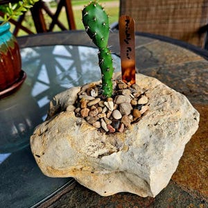 May include: A green prickly pear cactus planted in a hollowed-out natural beige stone filled with small multicolored pebbles. A tall, thin, brown tortoiseshell-patterned plant marker with the text Prickly Pear is inserted into the stones.