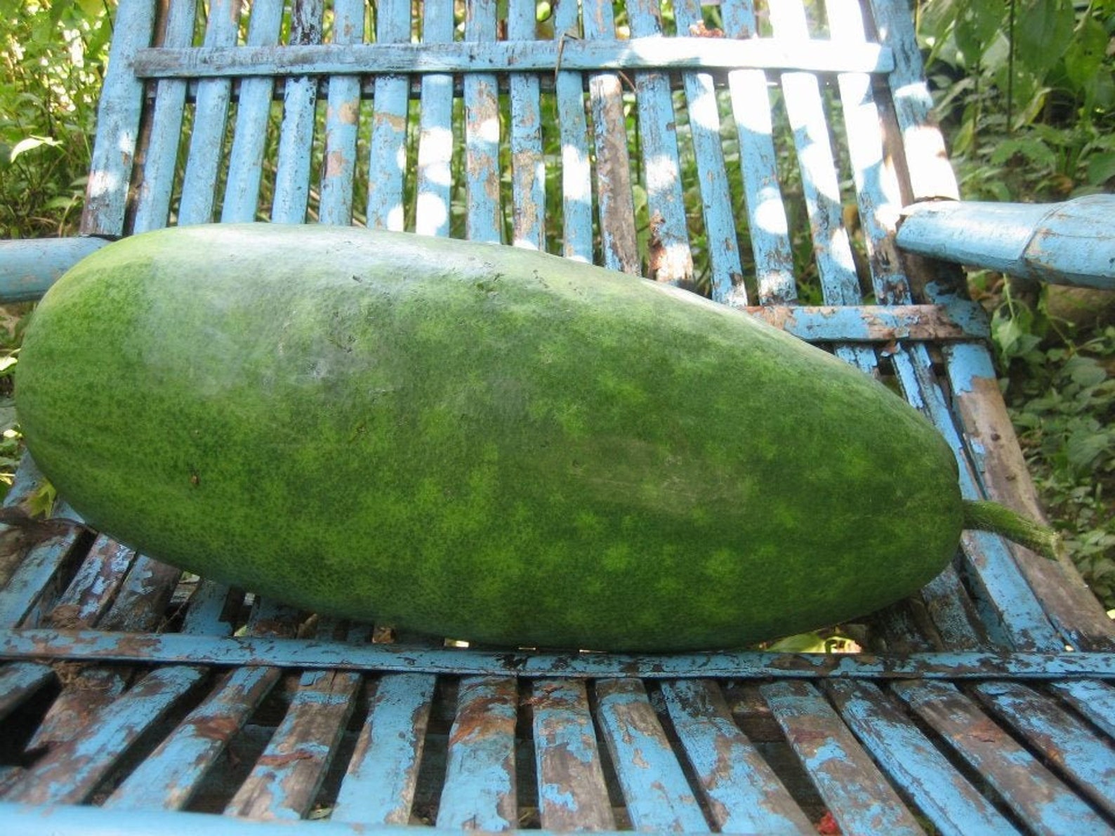 Wax gourd organic heirloom seeds from our own organic garden Etsy