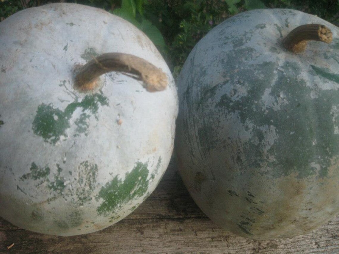 Wax gourd organic heirloom seeds from our own organic garden Etsy