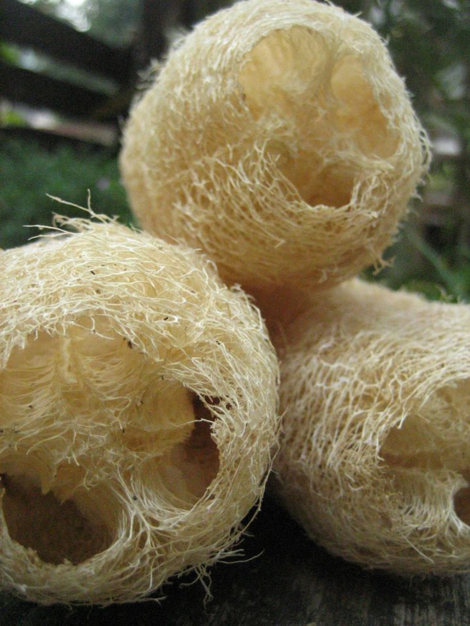 Loofah loofah sponge organic heirloom seeds from our own Etsy