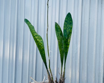 Oeceoclades maculata, Monk Orchid, African Spotted orchid, terrestrial Orchid