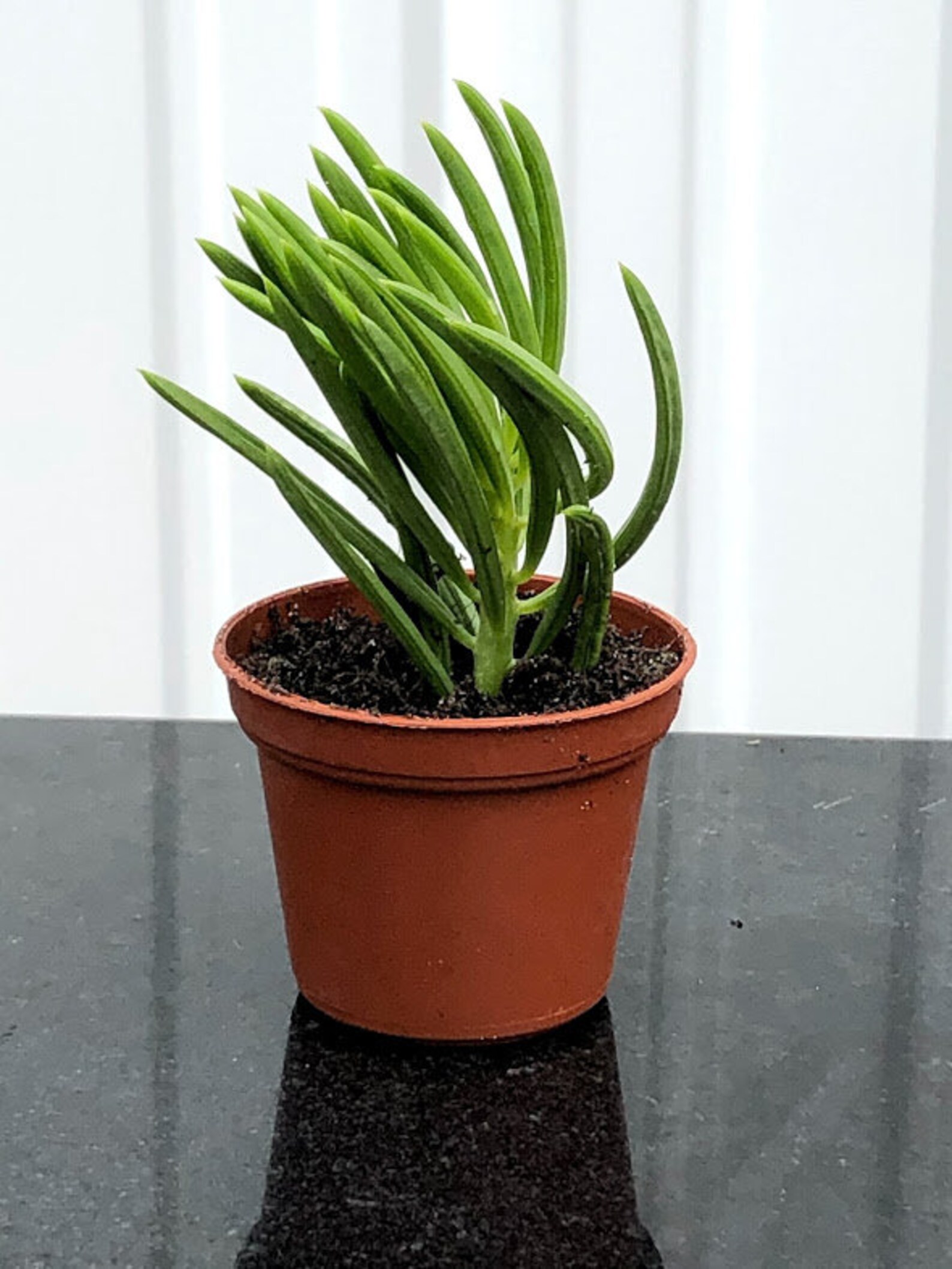 Pincushion peperomia plant Peperomia ferreyrae Happy Bean Etsy