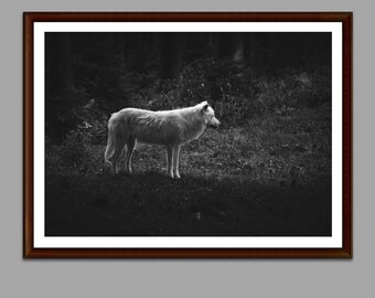 Zwart-witte wolffotografieafdruk: kunst aan de muur dieren in het wild (digitale download)