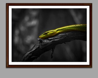Snake Photography Print: Exotic Reptile Wall Art (Digital Download)