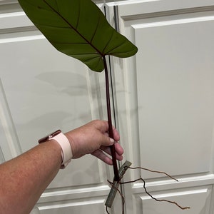 May include: A single, large, green leaf with prominent red veins, attached to a dark red stem. The stem extends to a section with visible roots, suggesting a plant cutting or propagation. The background is a white cabinet.