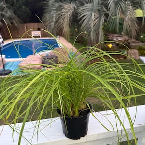 Juego de 3 plantas de palma cola de caballo para iniciar el cultivo. Lea la descripción.