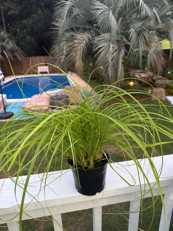 Set of 3 Ponytail Palm Starter Plants. Please Read Description. - Etsy