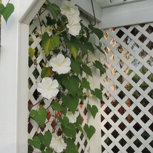 Moonflower Vine Seeds: Fragrant White Blooms, USA Grown (15 Seeds)