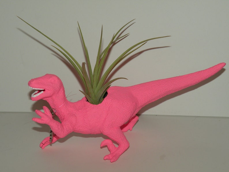 Diana the hot pink dinosaur planter including air plant.