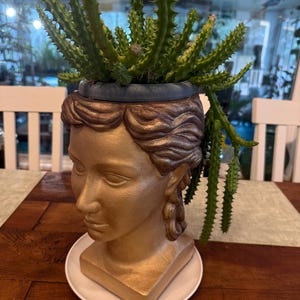 Rooted Red Dragon Flower Succulent - Easy Care.  Please read the description.