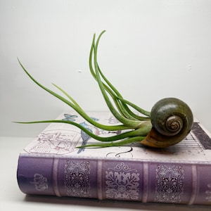 Air plant growing in Florida Apple Snail shell.