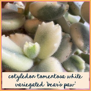 Puede incluir: Primer plano de una planta suculenta Cotyledon tomentosa white variegated 'bear's paw'. Las hojas son de color verde pálido con una textura borrosa y puntas en forma de garra de oso. La imagen tiene un enfoque suave y una paleta de colores cálidos.