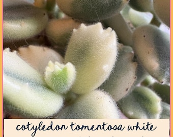 Cotyledon tomentosa variegata Bear's Paw White Variegated Sukulent | dobrze ukorzeniona roślina sukulentowa z gołym korzeniem