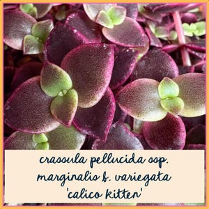 May include: Close-up of a 'Calico Kitten' succulent plant. The leaves are a mix of deep burgundy and green, with a speckled texture. The plant's name, 'crassula pellucida ssp. marginalis b. variegata', is displayed in the image.