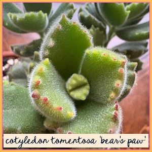 Cotyledon tomentosa 'Bear's Paw' | gut verwurzelte, wurzelnackte Sukkulentenpflanze