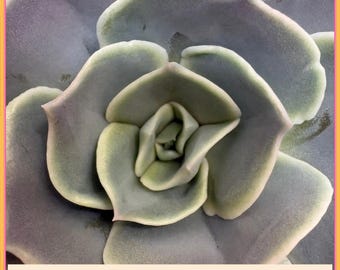 Echeveria Lilacina 'Ghost Echeveria' | planta suculenta de raiz nua com duas cabeças e raízes bem desenvolvidas