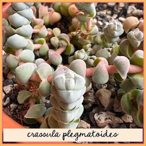 Crassula plegmatoides | well-rooted, bare root succulent plant