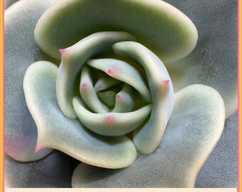 Echeveria Lola | gut verwurzelte, wurzelnackte Sukkulentenpflanze