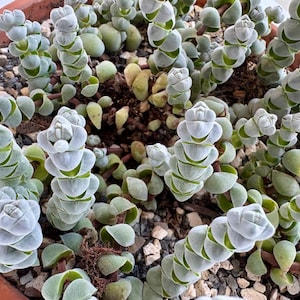 May include: A Crassula hirtipes succulent plant with stacked, pale green, triangular leaves growing in a terracotta pot filled with dark soil and small stones. The plant features multiple upright stems with tightly packed, overlapping foliage.