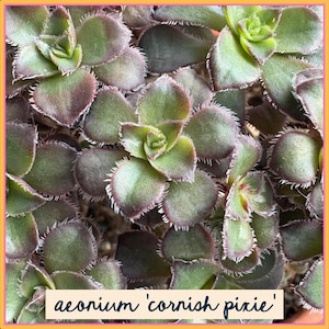 Aeonium 'Cornish Pixie' | välrotade barrotssuckulenta växter
