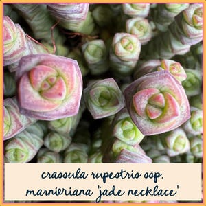 Crassula rupestris ssp. marnieriana 'Jade Halskette' | gut verwurzelte, wurzelnackte Sukkulentenpflanze