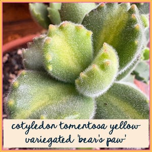 Könnte beinhalten: Nahaufnahme einer Cotyledon tomentosa gelb panaschierten 'Bärenpfote' Sukkulentenpflanze. Die Pflanze hat dicke, pelzige, hellgrüne Blätter mit rötlich-braunen Spitzen. Der Text auf dem Bild lautet: cotyledon tomentosa yellow variegated 'bear's paw'.