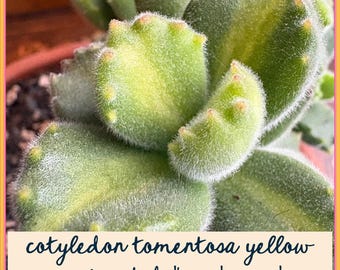 Cotyledon tomentosa variegata Bear's Paw Yellow Variegated Sukulent | dobrze ukorzeniona roślina sukulentowa z gołym korzeniem