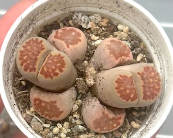 Lithops Julii 'Kikusiyo Giyoku', Double Head, live plants