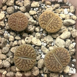 May include: Four brown and tan succulent plants with a split in the middle of each plant. The plants are sitting on a bed of small white and brown rocks.