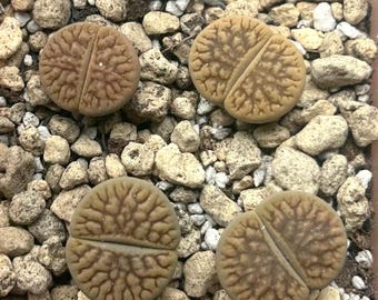 Rare Lithops schwantesii｜“Dark River” living stones, live plant