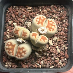 May include: Close-up of three light green succulent plants with brown markings in a terracotta pot. The plants have a unique, star-shaped pattern.
