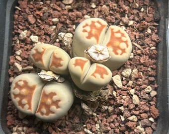 In Pot Rare Large 4 Heads Lithops with Seedpod! Lithops karasmontana v red top / Rare Succulents, Living Stones