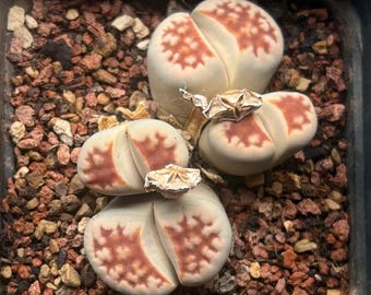 In Pot Rare Large 4 Heads Lithops with Seedpod! Lithops karasmontana v red top / Rare Succulents, Living Stones