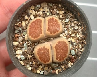 Lithops Julii 'Kikusiyo Giyoku', Double Head, live plants
