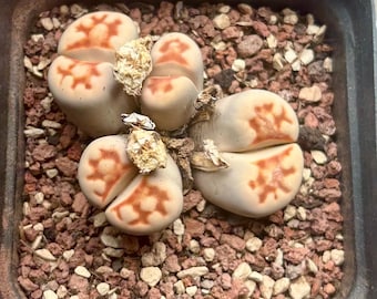 In Pot Rare Large 4 Heads Lithops with Seed Pod! Lithops karasmontana v red top / Rare Succulents, Living Stones