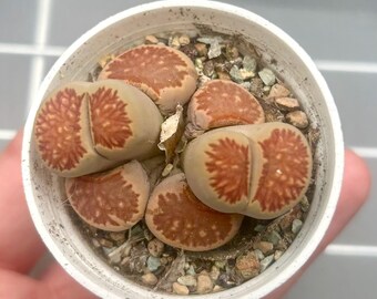 Lithops Julii 'Kikusiyo Giyoku', Double Head, live plants