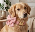 Personalized dog ID collar with large bow tie product logo