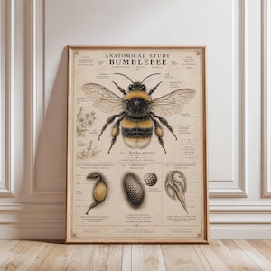 Op de afbeelding: Een anatomische studieposter in vintage-stijl van een hommel, met een grote centrale illustratie van een Bombus terrestris en gedetailleerde labels. Daaronder staan drie kleinere diagrammen van een pollenkorf, samengesteld oog en angel.