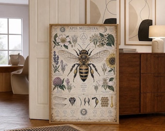 Vintage Bee Anatomy Print | Botanical Apothecary Style | Kitchen Study Wall Art