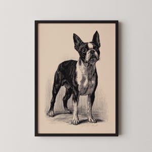 Vintage Boston Terrier Print: Classic Dog Etching (Digital Download)