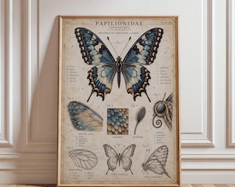 Vintage Butterfly Anatomy Print, Lepidoptera Wall Art, Victorian Natural History Poster, Entomology Decor, Cottagecore Gift (Digital Downloa