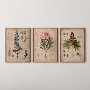 Puede incluir: Tres láminas botánicas enmarcadas con ilustraciones detalladas de varias plantas. Las láminas muestran flores en tonos azul, rosa y burdeos, con diagramas y anotaciones científicas sobre un fondo de estilo vintage. Los marcos son de madera.