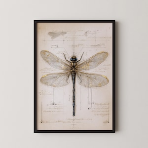 Puede incluir: Impresión enmarcada con una ilustración detallada de una libélula. La libélula tiene alas doradas y un cuerpo negro, sobre un fondo de estilo vintage con notas manuscritas y diagramas. La obra de arte está en un marco negro.
