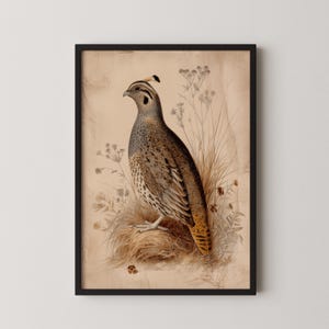 Vintage Quail Gamebird Illustration Digital Print