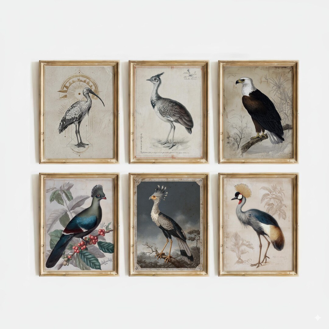 Vintage African Bird Prints Set of 6 Antique Ornithology Wall Art - Etsy