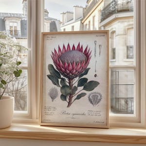 May include: A framed botanical print featuring a large, detailed illustration of a pink Protea cynaroides flower with green leaves. The print includes scientific text, diagrams of plant parts, and the label Protea cynaroides in black ink.