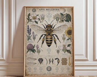 Vintage Bee Anatomy Print, Apis Mellifera Botanical Wall Art, Honey Bee Flower Poster, Cottagecore Decor, Beekeeper Gift (Digital Download)